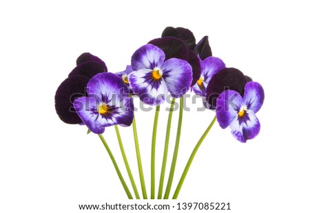 bouquet of pansies isolated on white background