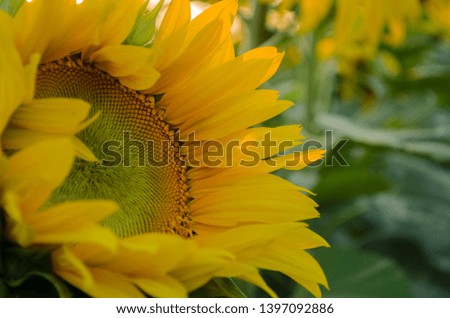 Sunflower, yellow background for banner, label, side view. Bright background for an inscription.