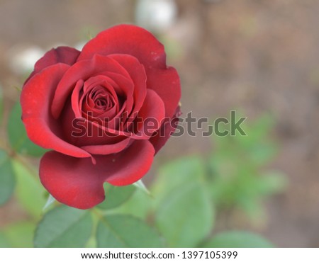 beautiful rose flower in the garden