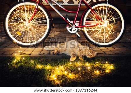Cat resting on the lawn with a Bicycle surrounded by light. Relax picture.