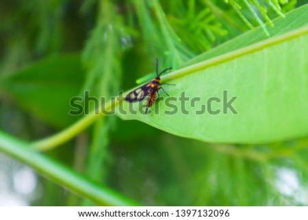 Small butterflies perch on green leaves in the morning