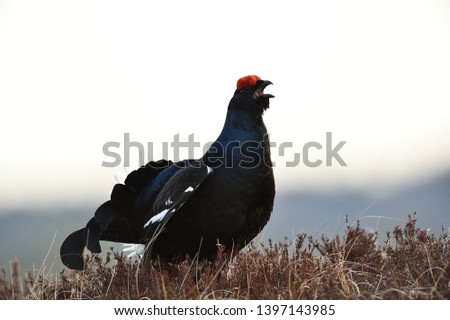 Black grouse shouting at close. Black grouse portrait.