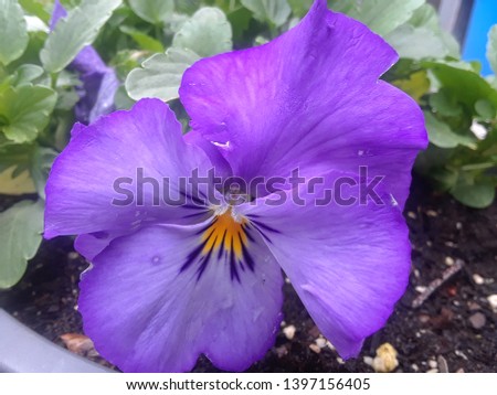 Closeup of beautiful blue and yellow wild pansy flowers (Viola tricolor) with green shrubs