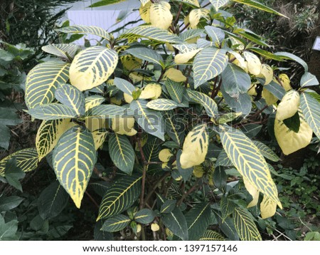 green large leaves with a yellow slit