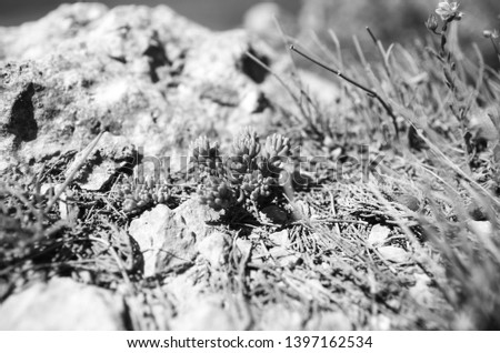 Wild succulent grows on a rock. Nature of Crimea. Crimean Sedum. black and white monochrome photo