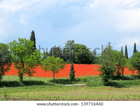 bright red poppies large field in countryside