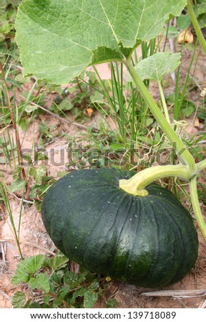 A picture of pumpkin grown in rural farmland