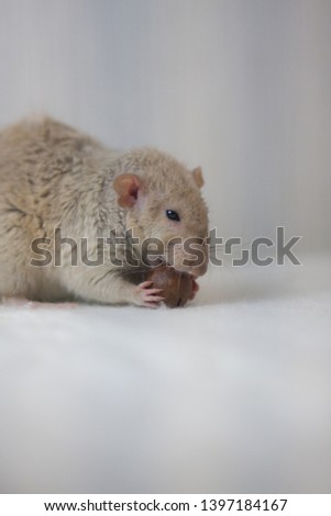 Beige mouse gnaws a nut. Mouse nutrition and vitamins. Animals domestic rodents.