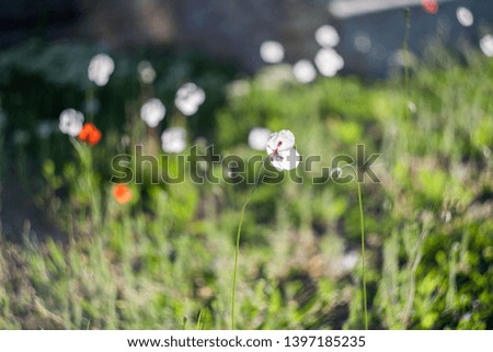 White poppies in the field. Natural wildflowers. Spring flowered.