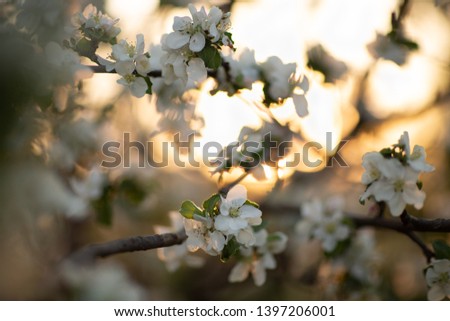Apple tree in bloom against the setting sun
