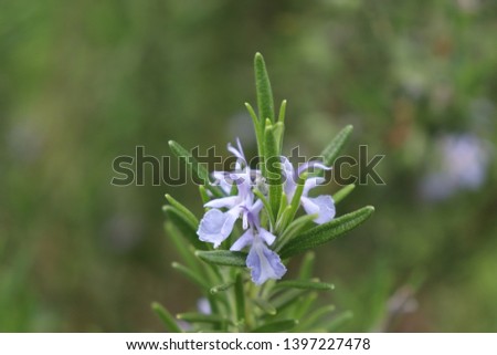 Close up of blossoming rosemary plants in the herb garden and blurred narrow field depth