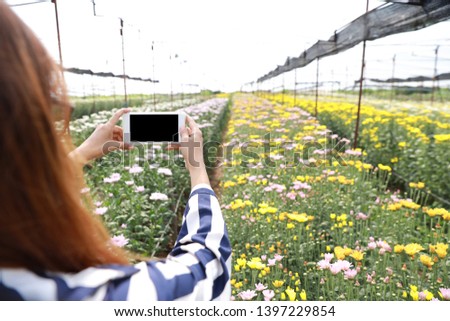 Attractive asian woman with glasses and white blue shirt is examining agricultural chrysanthemum flowers products also analyse data and taking picture by cell phone
