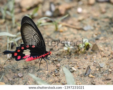  Butterflies in nature, Beautiful butterfly of nature, Biodiversity of butterfly