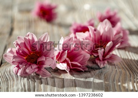 Fresh edible flowers on desk and free space for your decoration. 