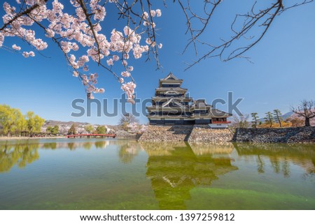 Matsumoto Castle During Cherry Blossom , Nagano Prefecture, Japan