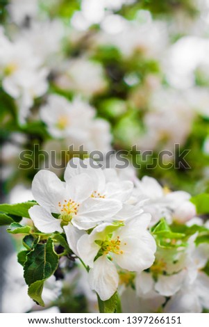 Flowering branch of apple tree in a sunny spring day