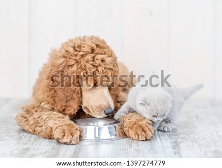 Poodle puppy and kitten eat together from one bowl at home