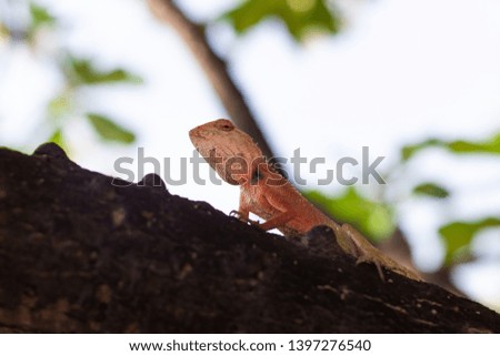 Close-up garden lizard on a branch nature background.