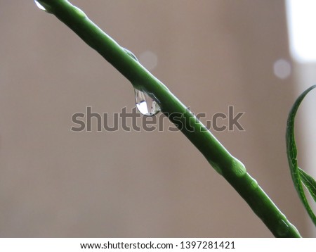 Raindrops on a green stem