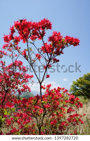 Contrast of an azalea and the blue sky