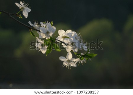Fruit tree flowering time. The white flowers that bloom in the tree branches are on the natural landscape background.