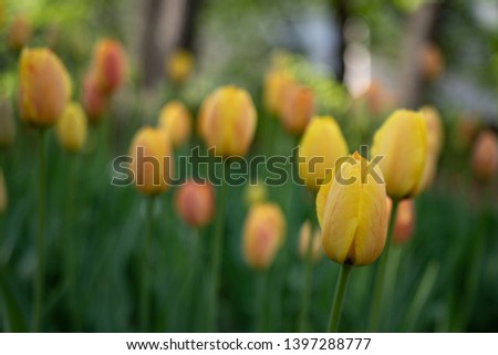 Field, flower bed with Yellow tulips in the garden. Beautiful tulips flower in field at winter or spring day for postcard beauty and agriculture concept design. 