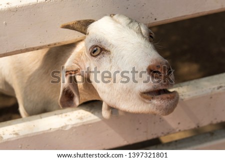 Goat in the zoo. Thai farm