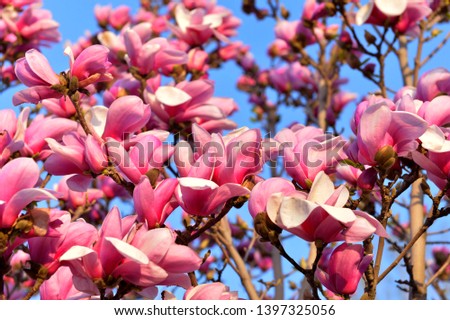 Magnolia flower blooming in the park outside
