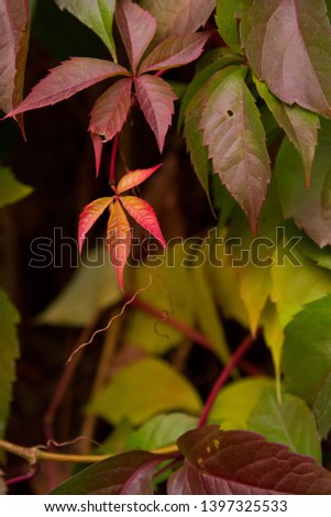 Beautiful autumn background. Old wooden with colorful leaves of grapevine.