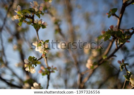 Apple tree in bloom against the evening sky