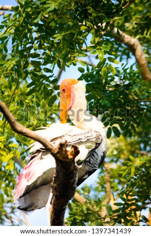 Painted Stork sitting on a tree