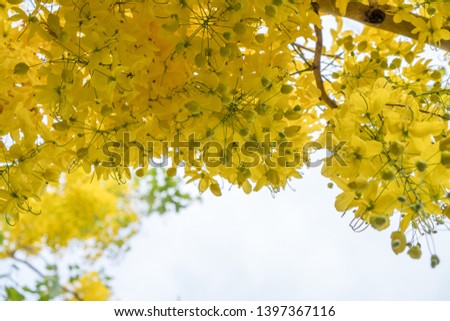 Yellow flowers with space on a sunny day in spring season.
