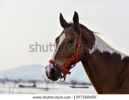  horse standing in high grass in sunset light,
