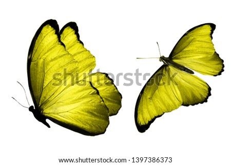 two yellow butterflies isolated on white background