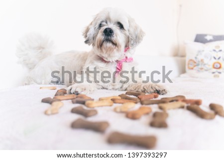 White, small dog lies on a couch full of dog biscuits. Dog with cookies.