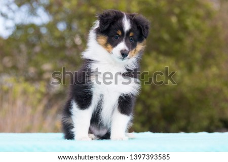 Stunning charming nice fluffy sable black white shetland sheepdog puppy, sheltie sitting on a table on a sunny day. Small, little collie dog, lassie portrait in summer time with green background