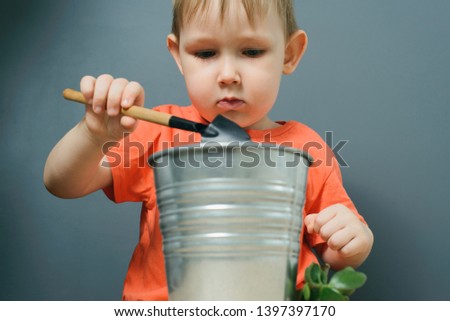 caucasian blond child boy planting money tree plant or crassula ovata in metal flower pot, indoor gardening, stock photo image