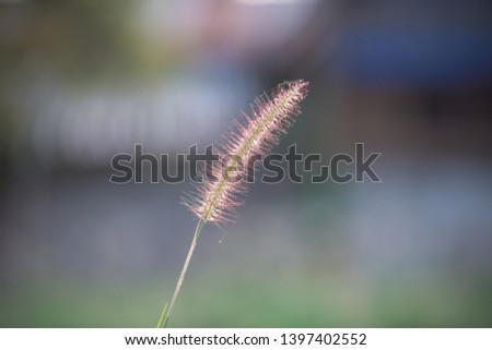 Grass flower under the sun.This picture is soft focus.This picture is blurry blurred.This picture is motion blur.