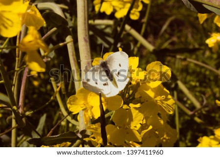 White butterfly of yellow flower