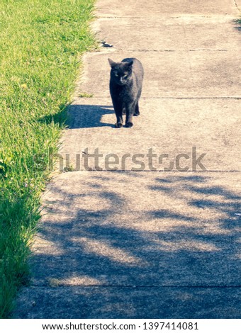 This is a picture of Midnight, a young black cat walking along the sidewalk.