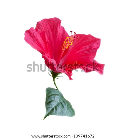 Hibiscus, isolated on white background