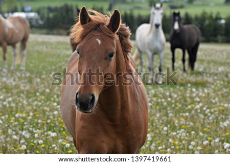 Beautiful horse in the pasture