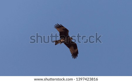 Eagle in flight on a clear, Sunny day in spring