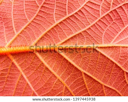 Living coral leaf macro closeup. Coral color of 2019 year detail leaf veins texture abstract background. Trendy coral color concept nature leaf background. Modern hype nature background pantone color