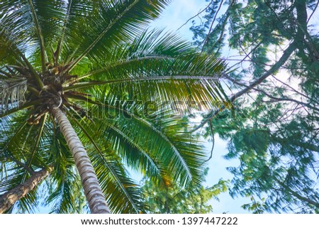  palm trees sky nature island beauty                              