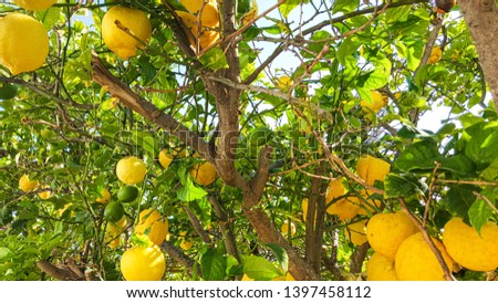 Fresh lemons growing on a sunny day in a Spanish garden.
