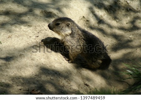 Cute groundhog cub in partial shade