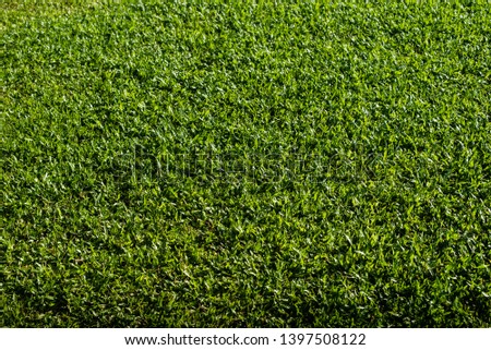 grass background,green grass texture for background.