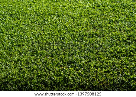 grass background,green grass texture for background.