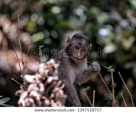 A child monkey carelessly munching on twigs and branches